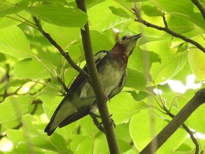 2026年7月17日の野鳥公園 : 東京港野鳥公園 レンジャーブログ