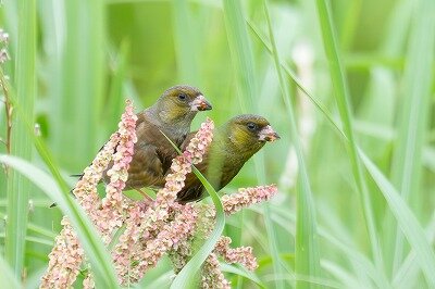 DSC_6447-強化-NR-2