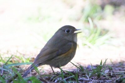 ルリビタキ_240322_東京港野鳥公園_恩田幸昌_IMG_1019_trim