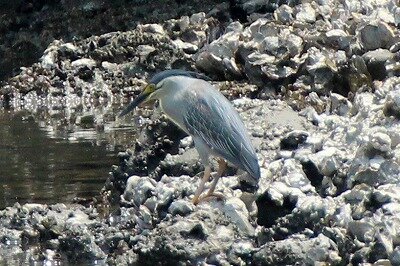 ササゴイ_200605_潮入りの池