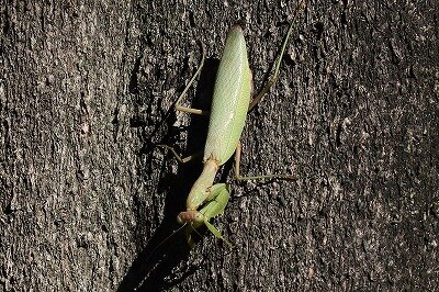 腹広蟷螂IMG_1565鳥