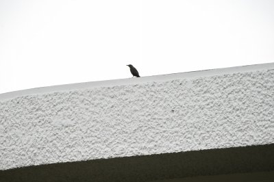 イソヒヨドリ_191027_潮入りの池