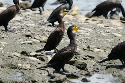 カワウ_240809_東京港野鳥公園_潮入りの池_公財日本野鳥の会_レンジャー青木撮影