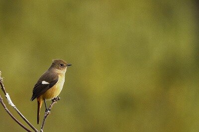 ジョウビタキ_20201129_東京港野鳥公園_レンジャー撮影