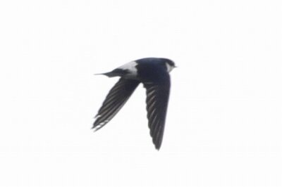 イワツバメ_20210319_東京港野鳥公園_公財日本野鳥の会_青木R撮影