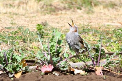ヒヨドリ_240314_東京港野鳥公園_恩田幸昌_IMG_0881_trim