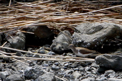 イソシギ_170504_東京港野鳥公園_恩田撮影_MG_3381_trim