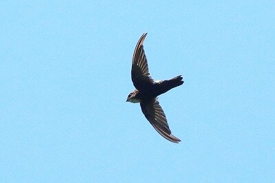 姫雨燕0P4A9981鳥