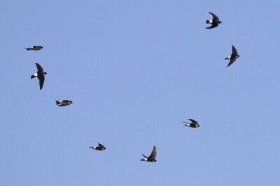 イワツバメ_20210324_東京港野鳥公園_公財日本野鳥の会_青木撮影(2)