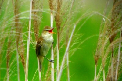 オオヨシキリ_220515_東京港野鳥公園_恩田幸昌_P1450167_trim