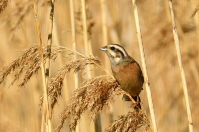 ホオジロ_200130_2号観察小屋2