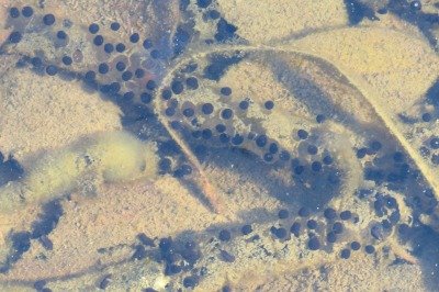 190302_アズマヒキガエル卵塊_自然生態園_青木撮影