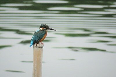 IMG_2346 (2)