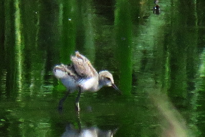 セイタカシギ_170713_東京港野鳥公園_恩田撮影_IMG_0126_trim