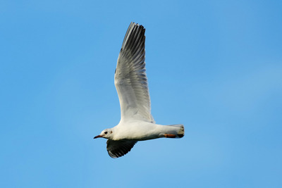 ユリカモメ_241014_東京港野鳥公園_東淡水池_公財日本野鳥の会_レンジャー青木撮影