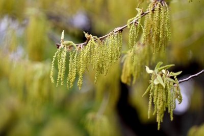 クヌギ_190329_東京港野鳥公園_恩田撮影_MG_2519_trim