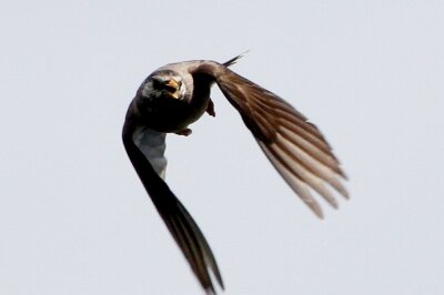 ムクドリ_230601_東京港野鳥公園_恩田幸昌_MG_1530_trim