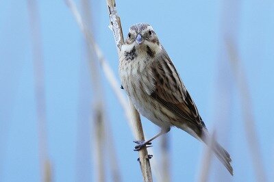 大寿林0P4A7800鳥