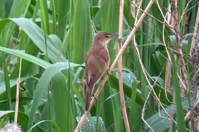 オオヨシキリ_240427_東京港野鳥公園_潮入りの池_公財日本野鳥の会_レンジャー青木撮影