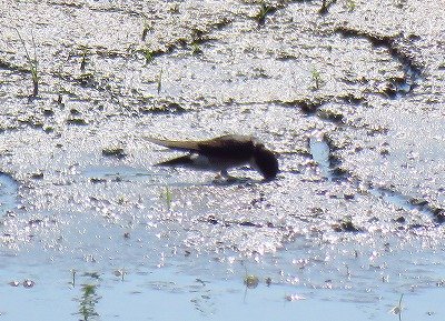 イワツバメー190530－東淡水池