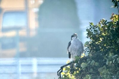 オオタカ_231116_東京港野鳥公園_恩田幸昌_IMG_2117_trim