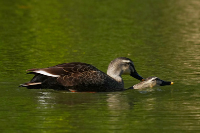 カルガモ_241129_東京港野鳥公園_4号観察小屋_公財日本野鳥の会_レンジャー青木撮影