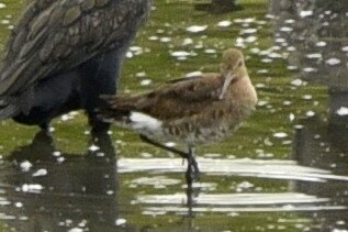 オグロシギ_20200812_東京港野鳥公園_レンジャー撮影