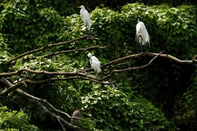 ゴイサギ_20200726_東京港野鳥公園_レンジャー撮影