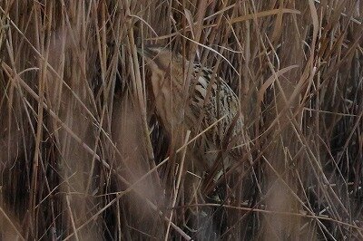 山河五位0P4A0884鳥