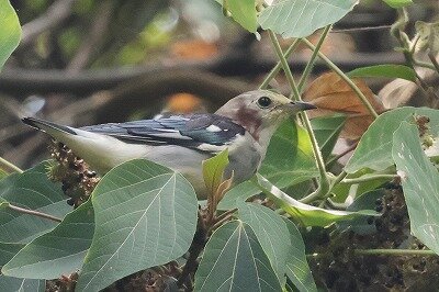 小椋鳥0P4A2154鳥