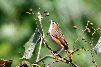 セッカ_230902_東京港野鳥公園_恩田幸昌_MG_6660_trim