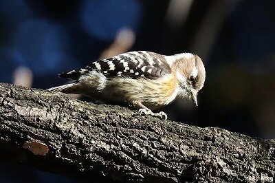 小啄木鳥IMG_1570鳥