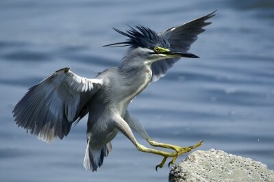 2025年8月8日の野鳥公園 : 東京港野鳥公園 レンジャーブログ