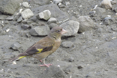 18.08.30 カワラヒラ 前浜干潟