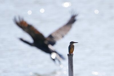 カワセミ_230913_東京港野鳥公園_恩田幸昌_MG_7020_trim
