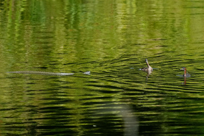 カイツブリ_240827_東京港野鳥公園_東淡水池_公財日本野鳥の会_レンジャー青木撮影1