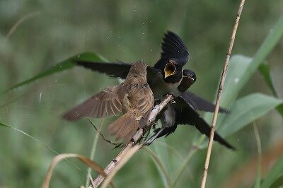 IMG_9213（トリミング）
