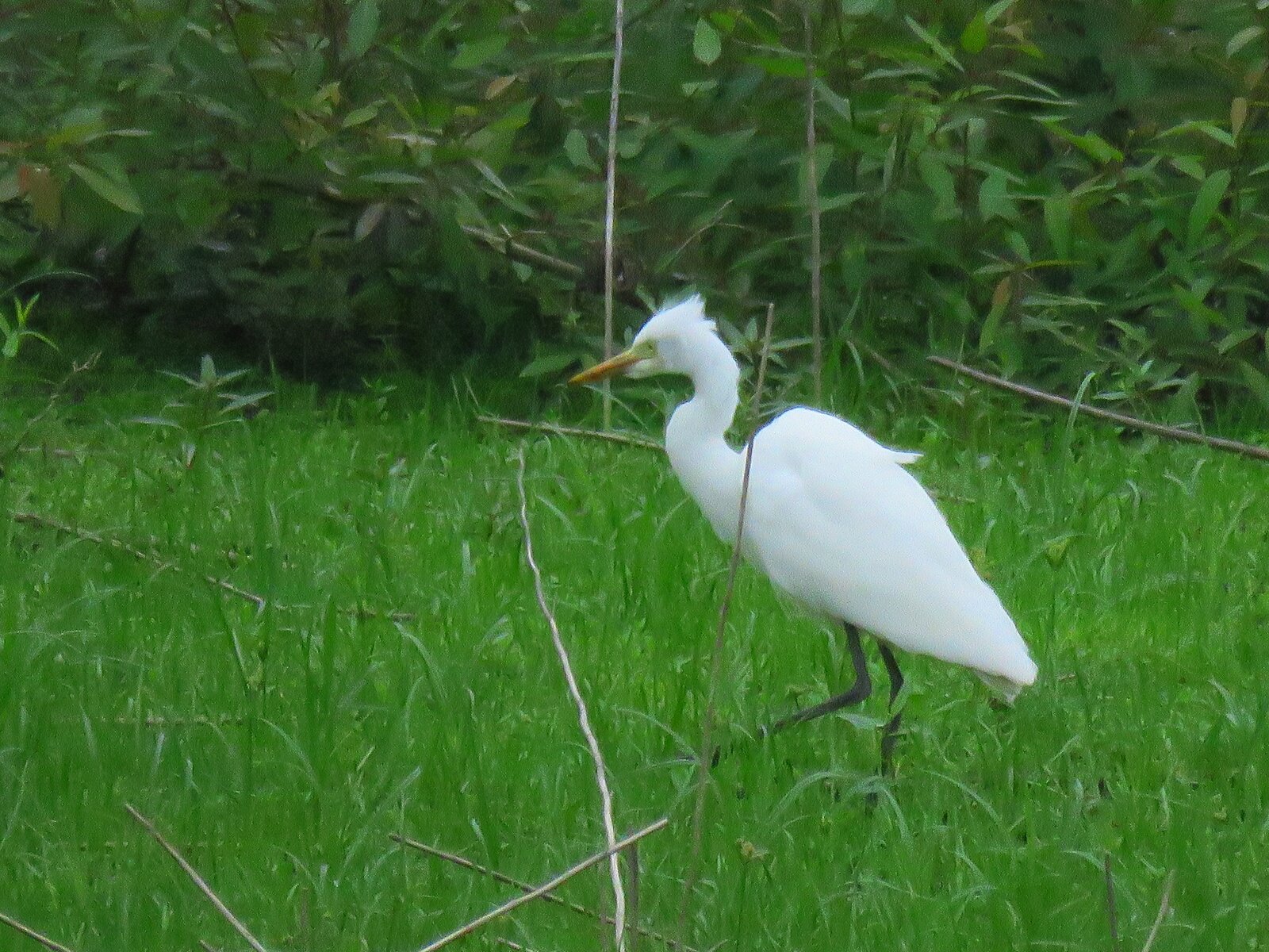 今日の野鳥公園 東京港野鳥公園 レンジャーブログ