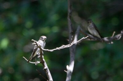 エゾビタキ_220928_東京港野鳥公園_恩田幸昌_MG_2976_trim