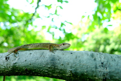 カナヘビ_170527_東京港野鳥公園_恩田撮影_P1390210_trim
