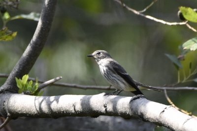 エゾビタキ_191001_自然生態園