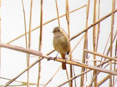 190312_ジョウビタキ_東淡水池_古沢撮影