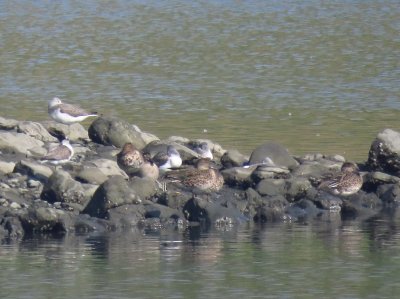 アオアシシギー191030-潮入りの池