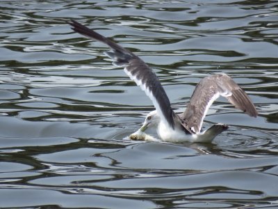 ウミネコ_190731_潮入りの池