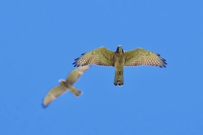 IMG_6340