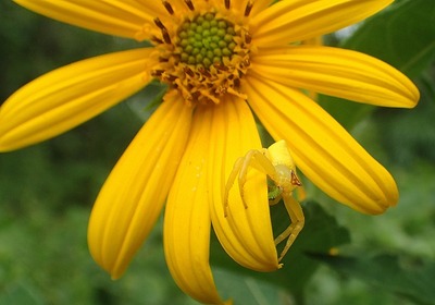 アズチグモー180828－自然生態園ー長縄（1）