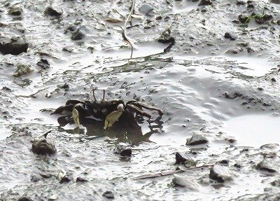 ヤマトオサガニー190615－潮入りの池