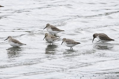 ハマシギ191024_潮入りの池2