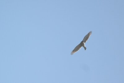 ハイタカ_240322_東京港野鳥公園_恩田幸昌_IMG_0994_trim