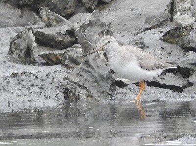 2021年9月14日の野鳥公園 : 東京港野鳥公園 レンジャーブログ